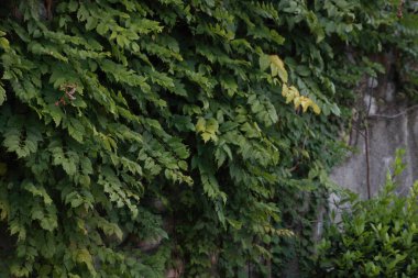 Bahçedeki eski taş binanın yakınındaki bir ağacın yeşil yaprakları.