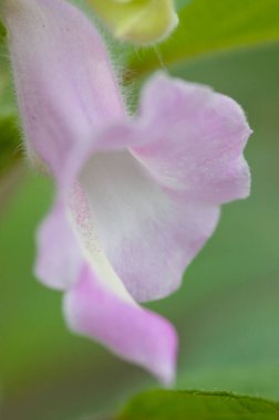 Bahçedeki güzel çiçekler