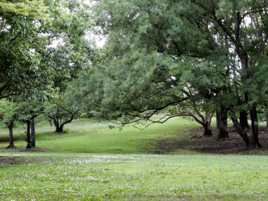 Parktaki yeşil ağaçlar