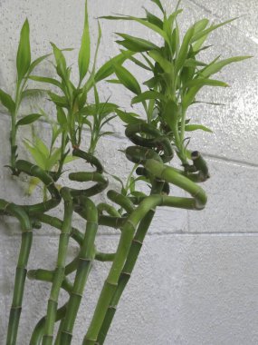 Duvarın yanındaki yeşil bambu bitkileri kapatın.