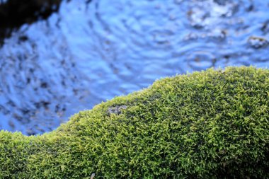 Bambu çeşmesi, kapat. 