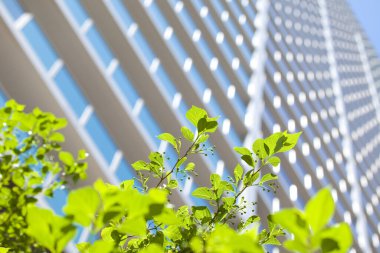 Modern binanın arka planındaki taze yeşil yaprakların manzarasını kapat.