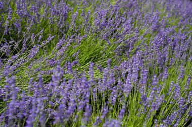 Gündüz vakti renkli çiçeklerle yeşil yaz çayırı 