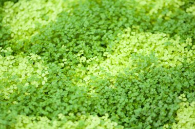 Yeşil yaprakları arka planda doğa