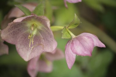 Pembe bir çiçeğe yaklaş