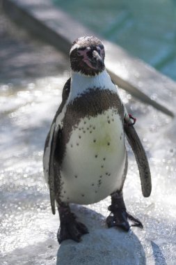 Hayvanat bahçesindeki sevimli bir penguenin yakın çekimi.