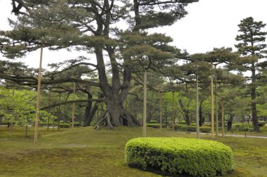 Doğada yeşil ağaçların olduğu güzel bir park manzarası.