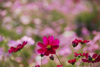 Bahçedeki güzel pembe çiçekler