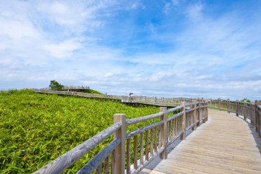 Yeşil alanda ahşap kaldırım