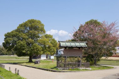 Japonya 'da kiraz çiçekleri, Tokyo