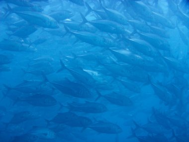 Güzel tropikal deniz balıklarının sualtı manzarası 