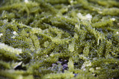 Caulerpa lentillifera, deniz üzümü veya okyanus üzümü olarak bilinen yenilebilir yeşil makroalga..   