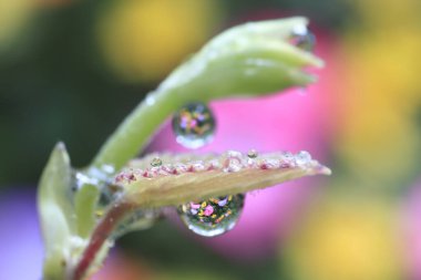 Su yeşil bitkiye damlıyor, yakın plan 