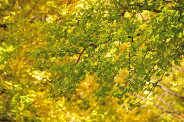 Sonbahar yaprakları, sonbahar bitkileri