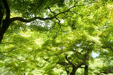 Yeşil akçaağaç, doğal manzara