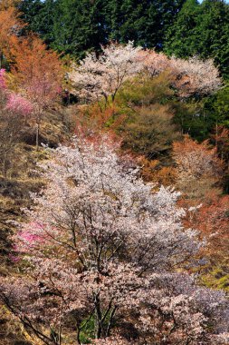 Japonya 'daki yeşil park tepelerinde çiçek açan sakura ağaçlarının manzaralı görüntüleri.