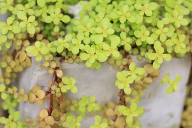 Bir sürü küçük yeşil yapraklı bitki, bitki ve yapraklar.