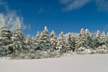 Karla kaplı ağaçlarla kaplı güzel kış manzarası