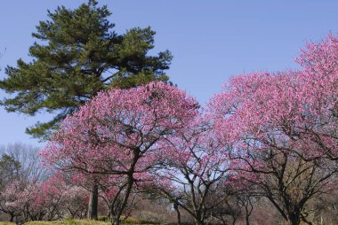 Japonya 'da kiraz çiçeği