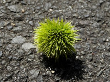 Dikenli yeşil kestane kabarık asfalt yüzeyinde dinleniyor.