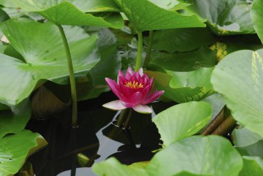 Nilüfer çiçeği, su bitkileri