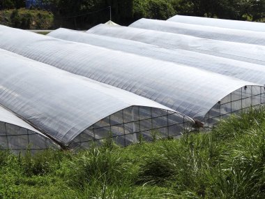 Yeşil bitkilerle dolu sera