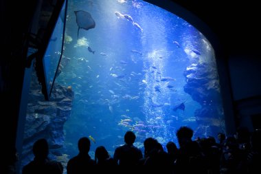 Akvaryumdaki güzel balıkları izleyen insanların siluetleri.          