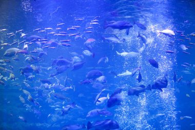 Akvaryumdaki güzel tropikal deniz balıklarının sualtı manzarası