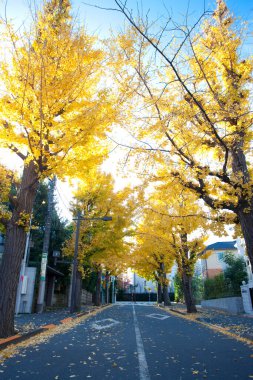 Güneş ışığı uzun sarı sonbahar ağaçlarının arasından süzülüyor.