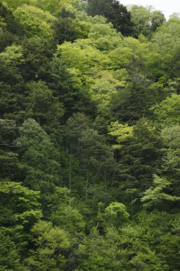 Dağlardaki ormandaki yeşil ağaçların güzel manzarası      