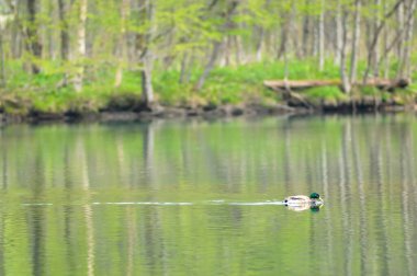 Yeşil ormandaki nehir