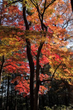 Parktaki güzel parlak sonbahar ağaçları 