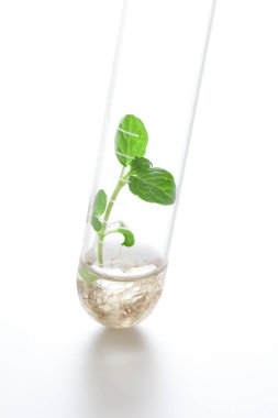 Laboratuvar camları, beyaz arka planda izole edilmiş tüp içinde büyüyen yeşil bitkiler. kimya araştırması