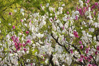 Bahçe bahçesinde güzel bahar çiçekleri var.