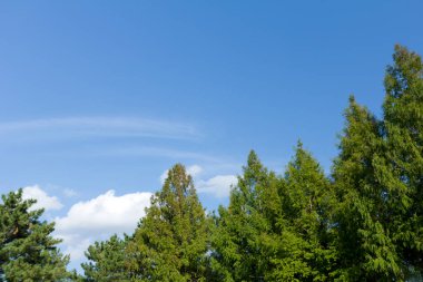 Ormandaki çam ağaçları