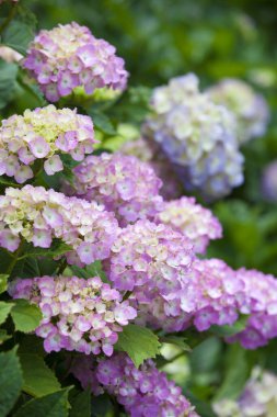 Bahçede güzel yaz çiçekleri, gündüz manzarası