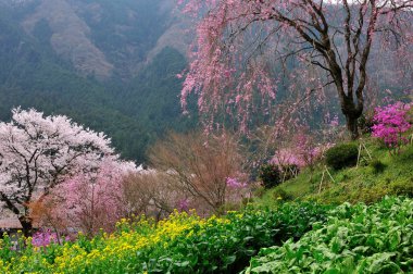 Gündüz kiraz çiçeği, arka plan görünümü 