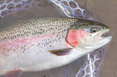 Balık ağına yakalanmış gökkuşağı alabalığı