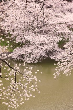 Japonya 'da kiraz çiçekleri, Tokyo 