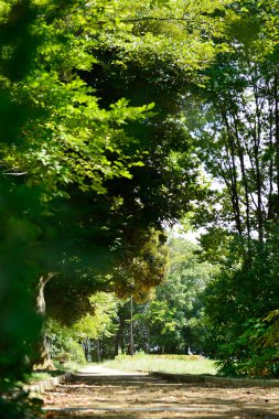 Güneşli bir günde yeşil ağaçlı güzel bir park manzarası.     