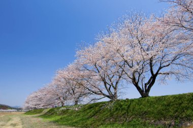 Gündüz kiraz çiçeği, arka plan görünümü 