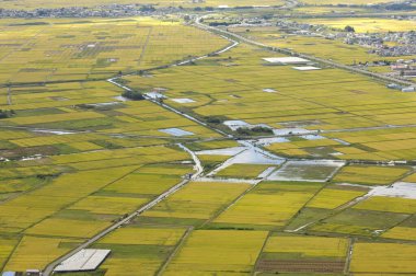 Japonya 'daki pirinç tarlası doğa geçmişi üzerine