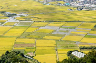 Japonya 'daki pirinç tarlası doğa geçmişi üzerine