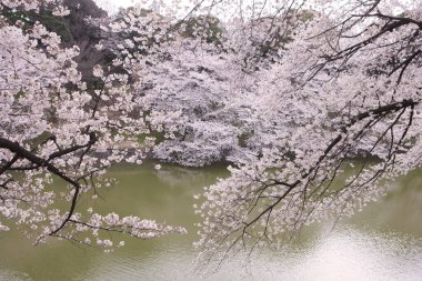 Japonya 'da kiraz çiçekleri, Tokyo 