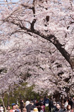 İnsanlar Tokyo, Japonya 'da kiraz çiçeklerine bakıyor.