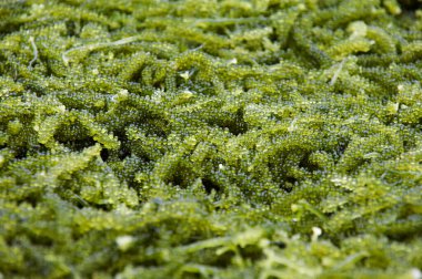 Caulerpa lentillifera, deniz üzümü veya okyanus üzümü olarak bilinen yenilebilir yeşil makroalga..   