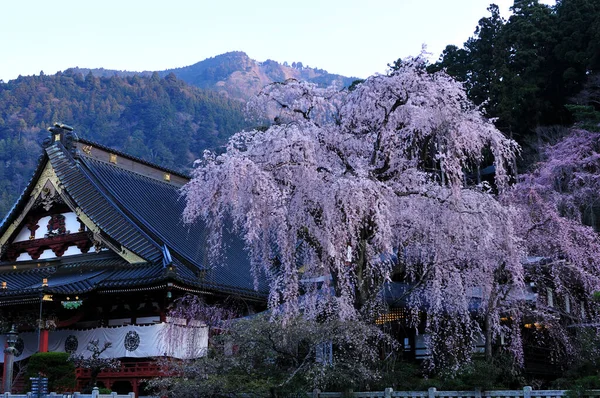 Cherry Sakura Blossom Park — Stock Photo, Image