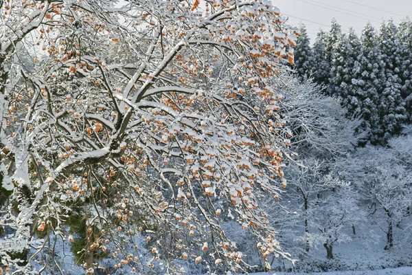 Piękny Zimowy Las Pokrytymi Śniegiem Drzewami Japonii — Zdjęcie stockowe