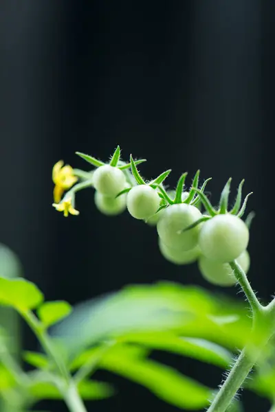 庭で育つ未熟な緑のトマトのクローズアップビュー — ストック写真