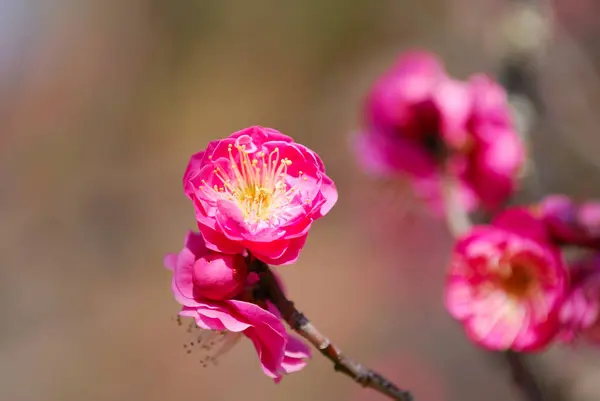 Όμορφα Λουλούδια Κοντινή Θέα Χλωρίδα Έννοια — Φωτογραφία Αρχείου